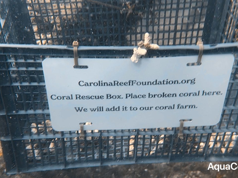 A Coral Rescue Box on the reef, where divers leave broken coral for the nursery