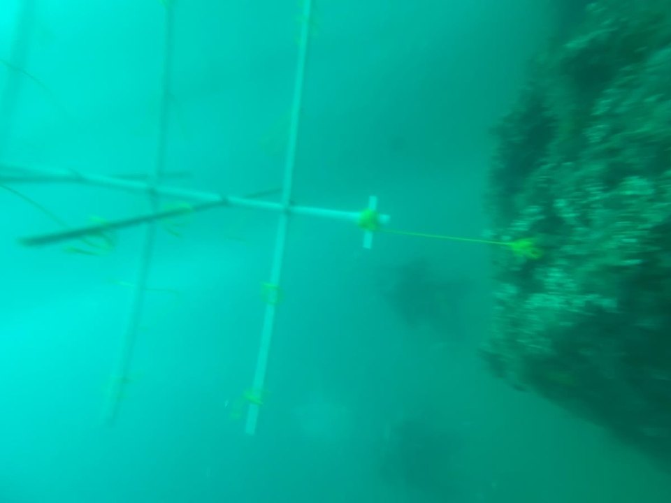 A nursery tree standing in clear teal water off the Carolina coast